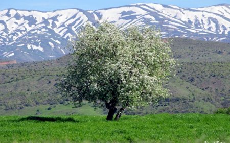 Wısar Çım Şıkneno re Welati