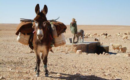 Heri u Çullagi (Zend Pigar)