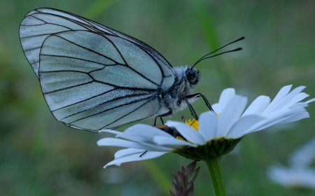HESKERDIŞÊ PELPELIK U GAPUŞE